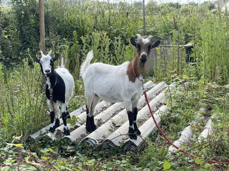 IMG 5412 - Quimper Brest